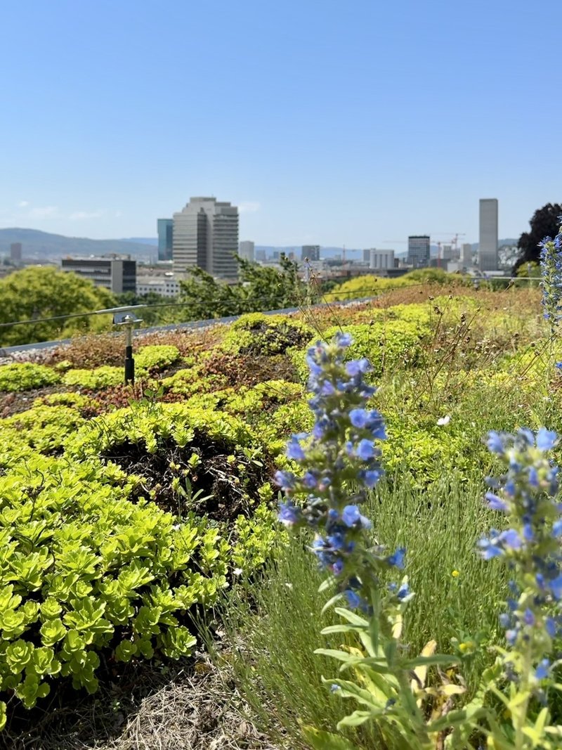 Dachterrasse mit Grünem