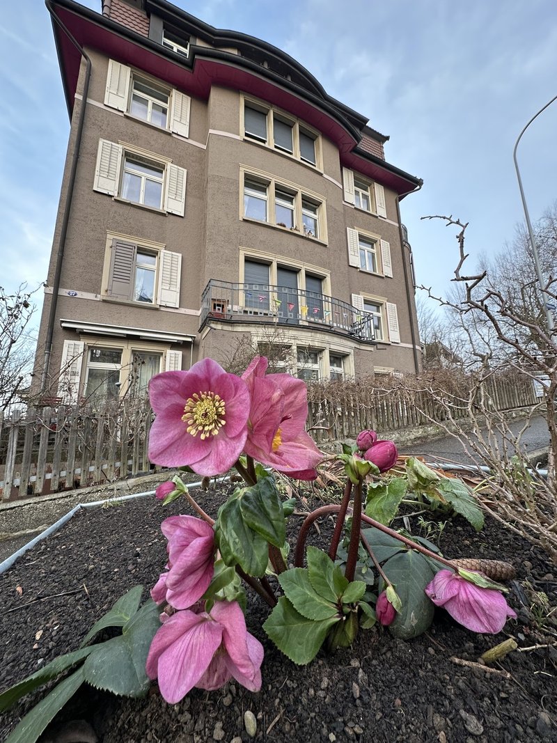 Unsere Villa kunterbunt, im Winterkleid, mit Christrosen