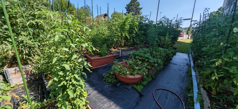 hast du einen grünen Daumen?