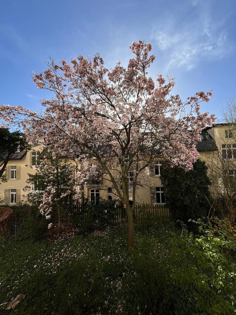 Magnificent Magnolia in the garden