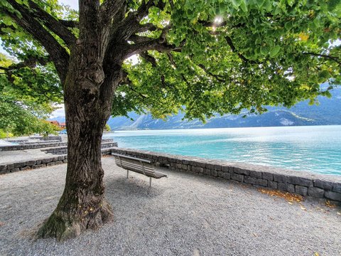 Test Voodoo Horses Singel account